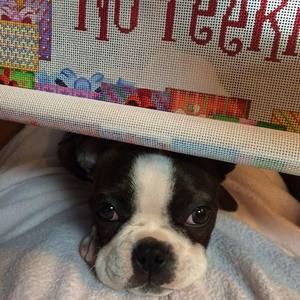 Meet your Posher, Gail